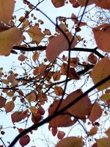 FallLeaves